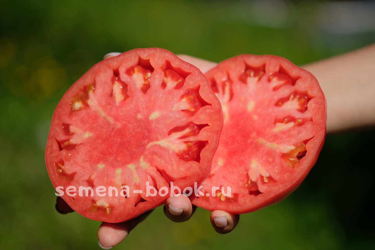 semena_bobok в LOOKY. #томат,#томаты,#томатпомидор,#семенатоматов,#сортатоматов,#семенапочтой,#семеназаказ,#коллекционныесорта,#tomatoes,#tomato,#tomat,#tomaten,#tomate,#pomidory,#томатпомидор,#огородкруглыйгод. Томат Говяжий стейк....