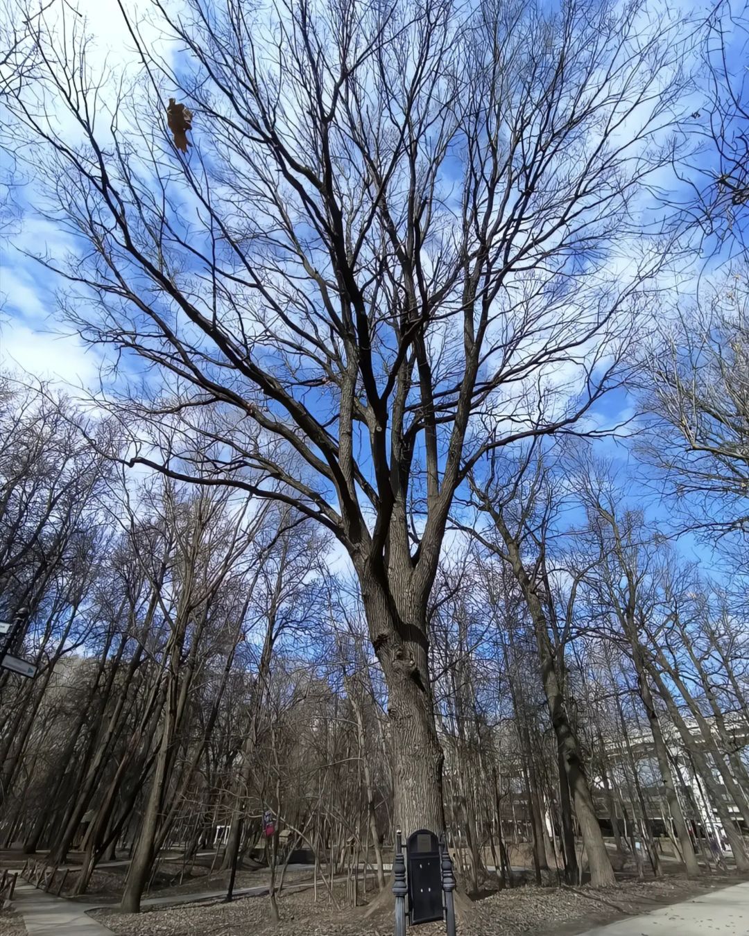 🌳🌳🌳Статный и могучий дуб, который застал смутное время - да! Прочитано верно ведь именно он имеет официальный статус 'Старейшее дерево Москвы' и на сегодняшний день ему уже 436 лет!
📍Можно конечно просто на него посмотреть и сделать уже модное фото на память, как с объектом имеющим статус 'Самый, самый', а можно ведь представить себе совершенно интересную картину - в Москве правит государством третий сын Иоанна Васильевича Федор, ну как правит, фактически это делает Борис Годунов. Впереди русско-шведская война, Смутное время, правление Романовых и это только время когда это дерево начало свое существование, а сколько оно хранит в себе историй последующих столетий...
❗Это делает его абсолютно уникальным объектом для того, чтобы прикоснуться к живому свидетелю эпох нашей истории.
Село Ховрино рядом с усадьбой, которой за все эти годы кто только не владел - от дворян Третьяковых до купца Грачева, собственно отсюда и Грачёвка, правда доступа к ней нет, но можно понаблюдать поодаль забора, осознавая историческую значимость которой можно насладиться лишь визуально, а хотелось бы видеть эти владения в открытом доступе для всех желающих, что надеюсь когда-нибудь произойдет!