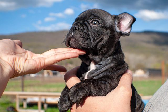 artroombullibull в LOOKY. #щенкибульдожки,#француз,#франя,#щенкипродажа,#щенки,#бульдожьищечки,#бульдог,#французик. Сладкие Булочки гото...
