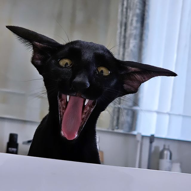 cats_martin_nikole в LOOKY. . Дракулу вызывали? 😂