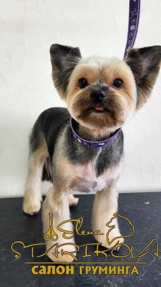 groomer_ufa_ в LOOKY. #йорк,#стрижкасобакуфа,#еленастарикова,#грумерелена,#грумингйорка,#алексеевка,#михайловка,#грумеруфа,#8марта,#elenastarikova,#groomerelena,#groomer,#groomerufa,#groomingufa,#groomingyorkie,#yorkie,#terrier,#groomingdog,#люблюсвоюработу,#лучшаяработа,#грумингнашевсе,#нагаево,#йоркширский,#йоркширскийтерьер. #йорк #стрижкасобаку...
