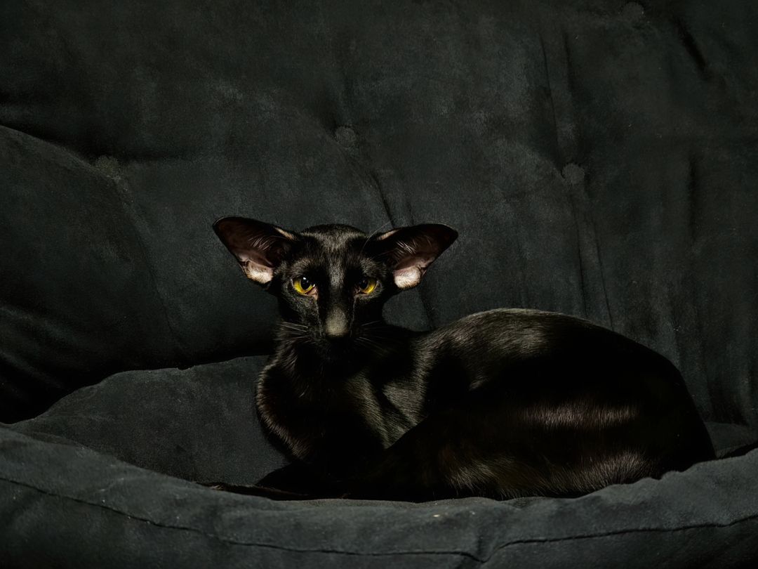 cats_martin_nikole в LOOKY — Total black 🖤🐈‍⬛

#orientalcat 
#ориентал
#кошки