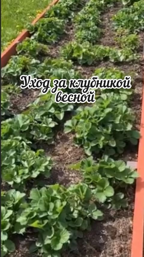 dacha_c_nulya в LOOKY. #клубничка🍓,#клубника,#земляника🍓,#земляникасадовая🍓,#огород,#огородник,#дача,#дачник,#дачныйсезон2024,#весна🌷,#урожай,#ягода,#ягодаклубника. Доброго денечка. 🤗
...