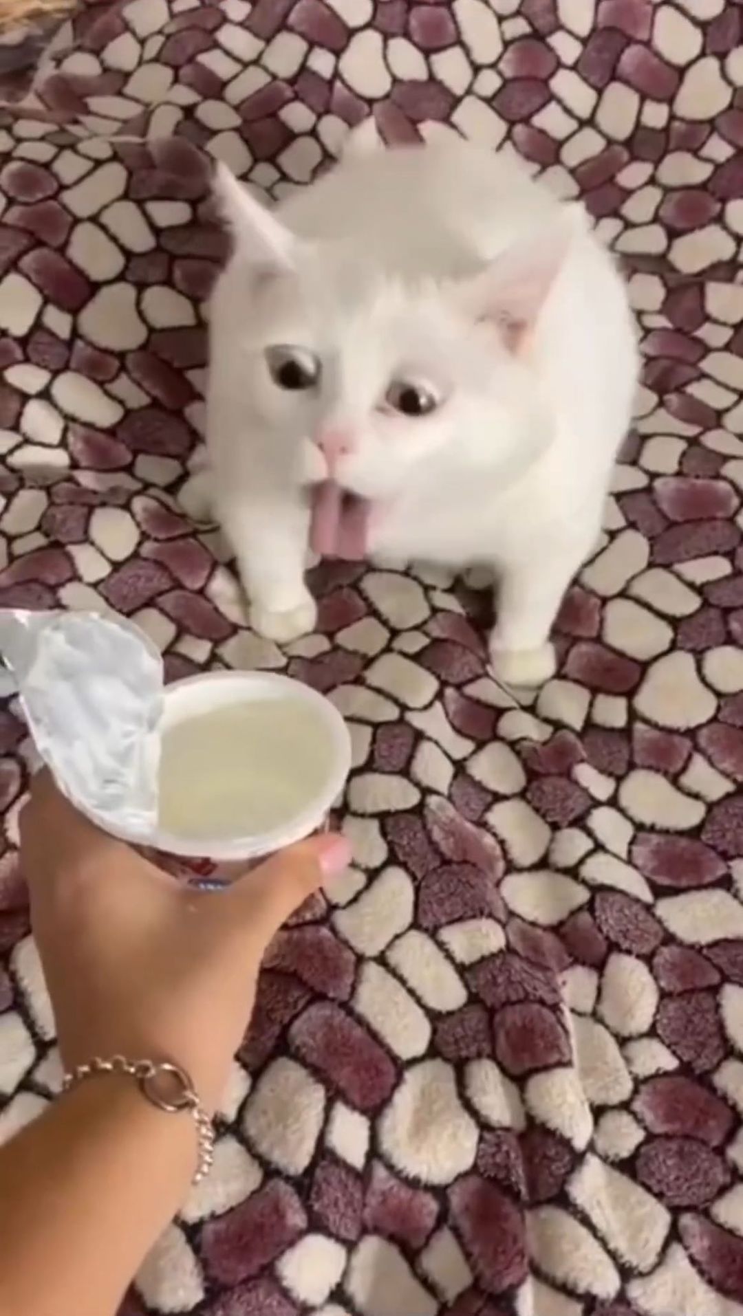 kr1sanov в LOOKY. . Еще раз мяу 😸