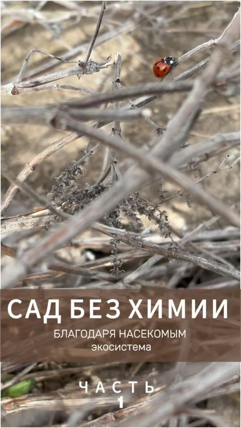 moya_zagorodnaya_zhizn в LOOKY. #садиогородбезхимии,#садиогород,#экосистема,#жизньвдеревне,#экопродукты,#жизньбезхимии. САД И ОГОРОД БЕЗ ХИМ...