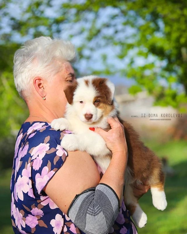 iz_doma_korolevoi_kennel в LOOKY — фото 2