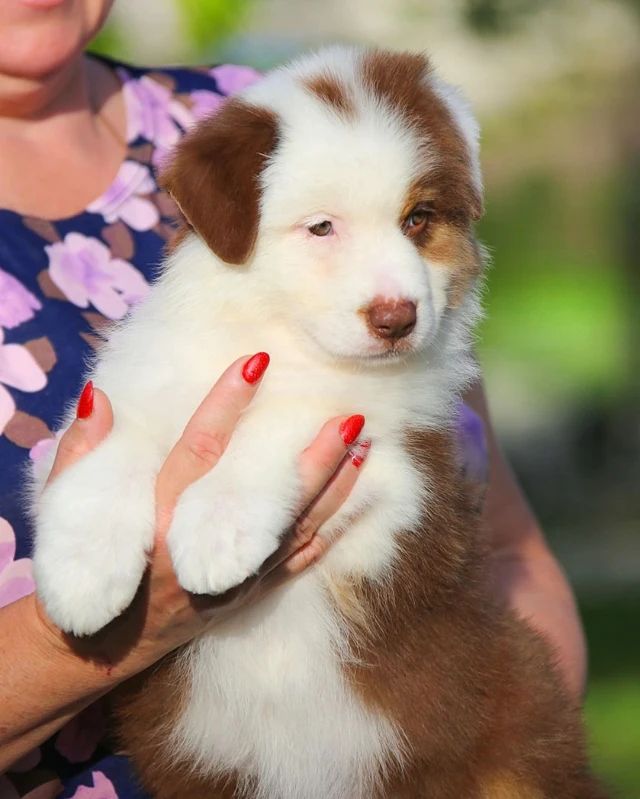iz_doma_korolevoi_kennel в LOOKY — фото 7