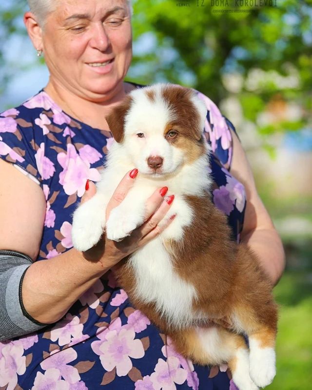 iz_doma_korolevoi_kennel в LOOKY — фото 3