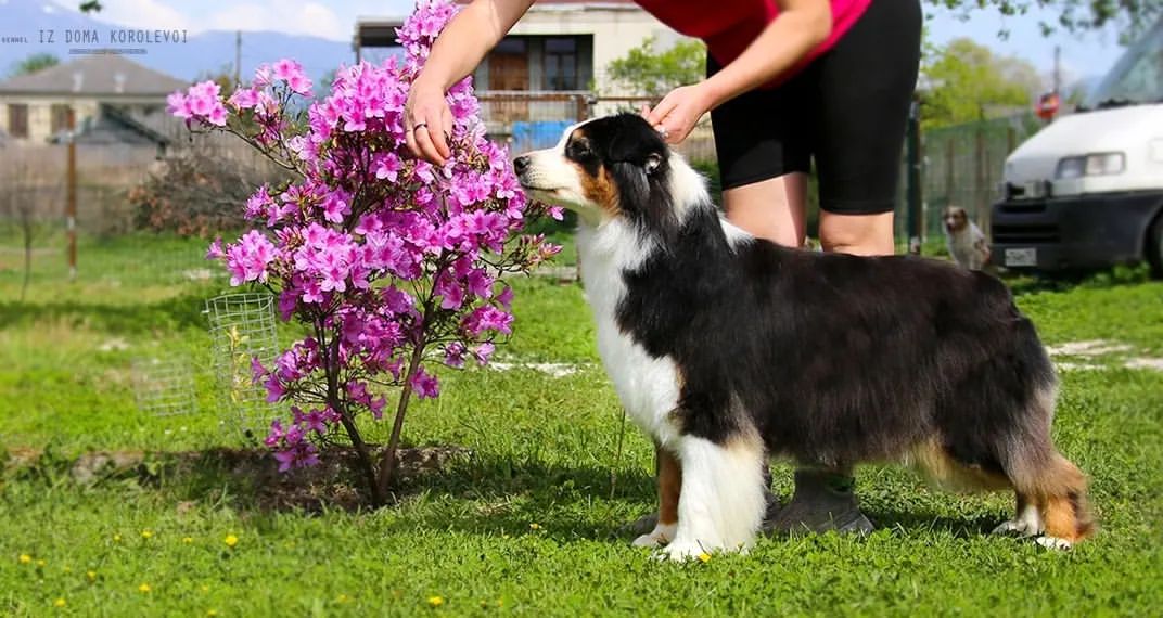 iz_doma_korolevoi_kennel в LOOKY — фото 3