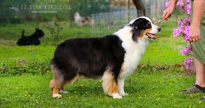 iz_doma_korolevoi_kennel в LOOKY — фото 2