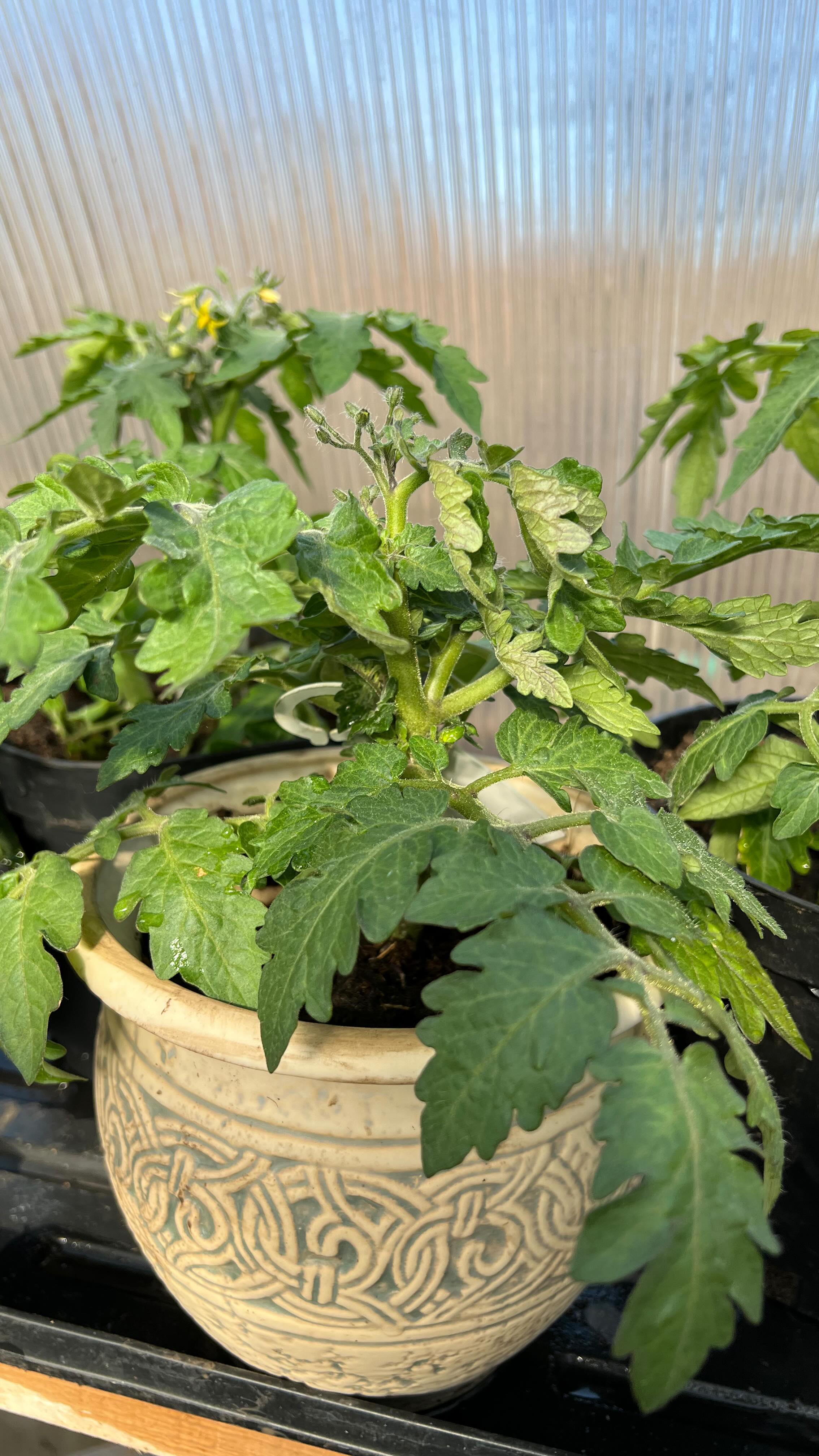 semena_bobok в LOOKY. #dwarftomatoes,#микрогномы,#microdwarfs,#microdwarftomat,#tomato,#tomatoes,#tomate,#томатпомидор,#сортатоматов,#семенатоматовкупить. Каждый год сажаю все...