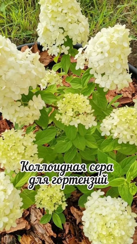 dacha_c_nulya в LOOKY. . Приветствую 🤗
🌱Дор...