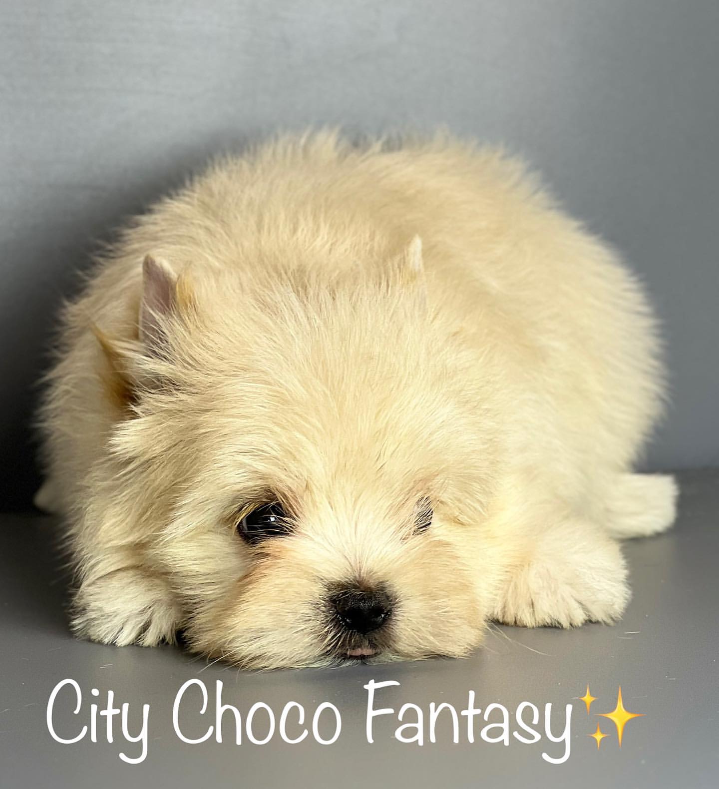 kennel_city_choco_fantasy в LOOKY — фото 7