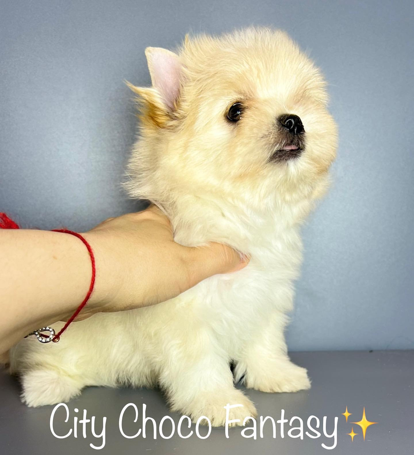kennel_city_choco_fantasy в LOOKY — фото 2