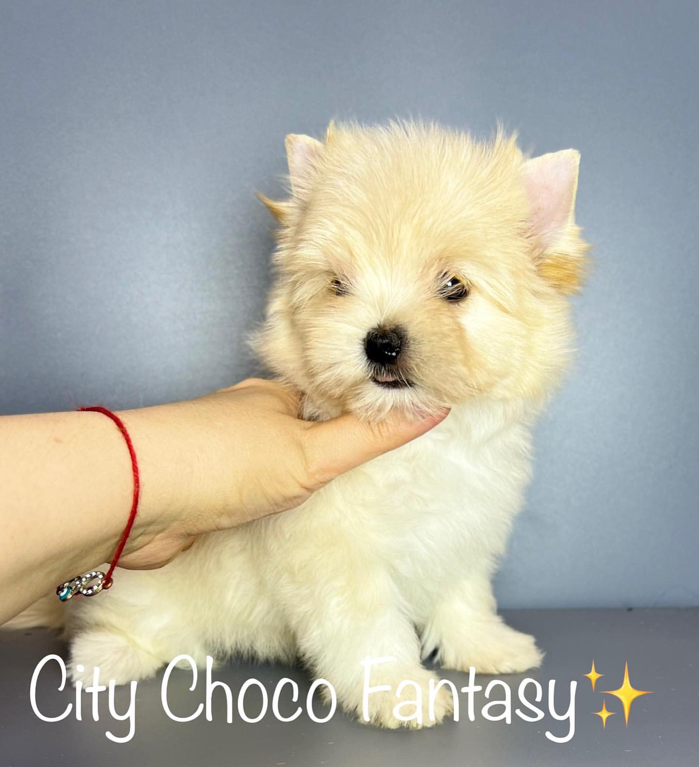 kennel_city_choco_fantasy в LOOKY — фото 3