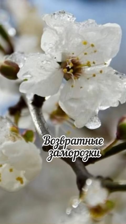 dacha_c_nulya в LOOKY. . 🌺Весна… Цветущие са...