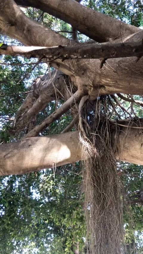 nadejda_zeldman в LOOKY. . 🌳🕊️☀️
