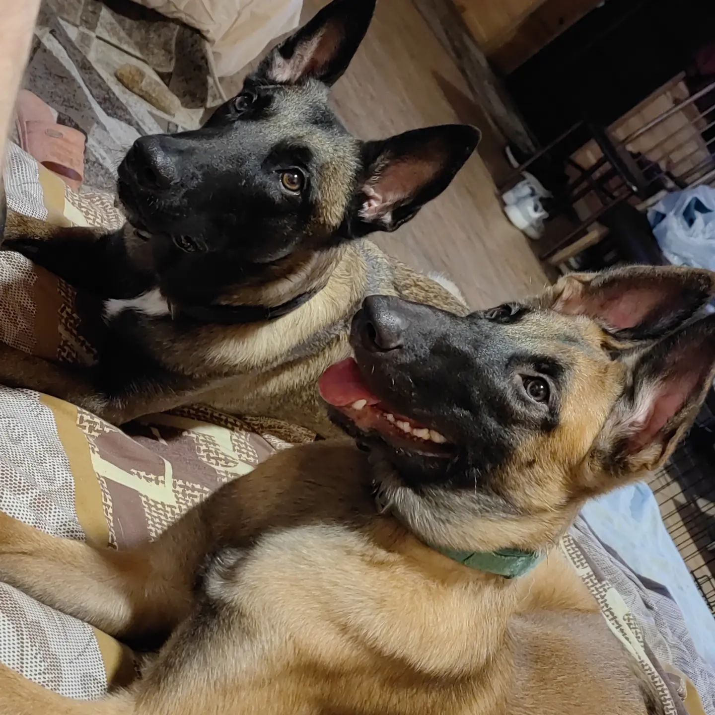 bikej_dogs94 в LOOKY. . 2 красотки