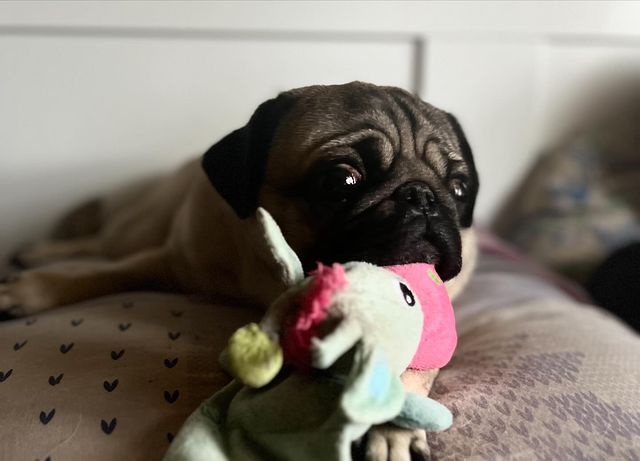 alethepug в LOOKY. . null