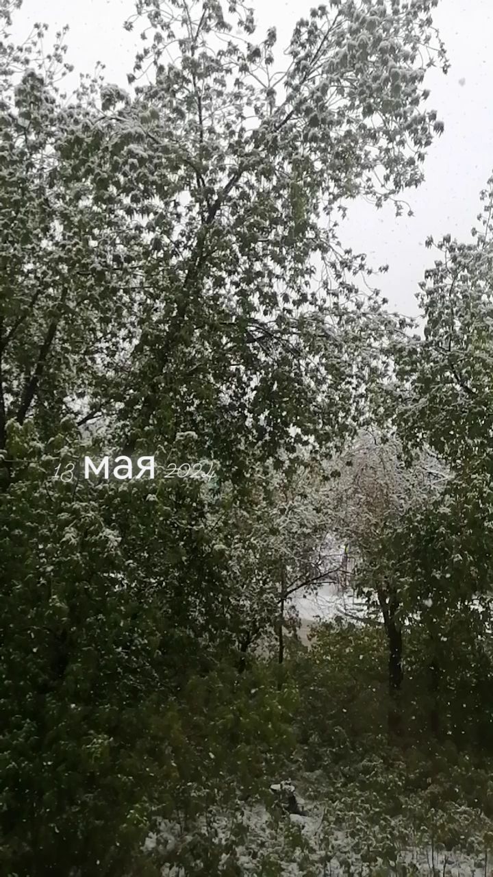 __nnato4ka__ в LOOKY. #13мая2024г🥶,#аснегнезналипадал❄,#упогодынетплохойпогоды🤪. #13мая2024г🥶 #аснег...
