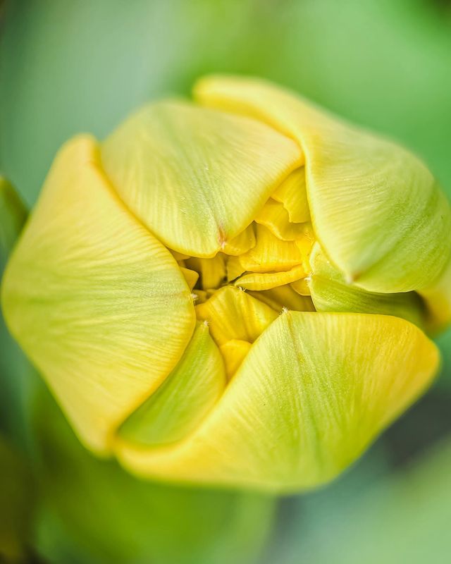 photoxonika в LOOKY. #macro#mobilemacro#flower#tulipmacro#tulipyellow#colorflowers#texturephotography#naturephotography#macrophotography#mobilephotographer#iphonemacrophotography. Время тюльпанов и мо...
