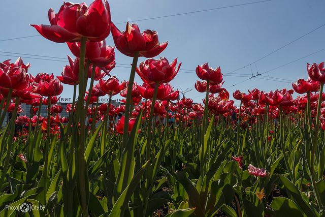 photocity.by в LOOKY. #фотопрогулки,#фотоэксперименты,#фотосъёмка,#Витебск,#Минск,#Могилев,#Гродно,#Grodno,#Vitebsk,#PhotoCityBY,#vitebsktut,#vitebskinsta,#vitebsk_city,#CanonBelarus,#LiveForTheStory,#OldLensе. #фотопрогулки #фотоэ...