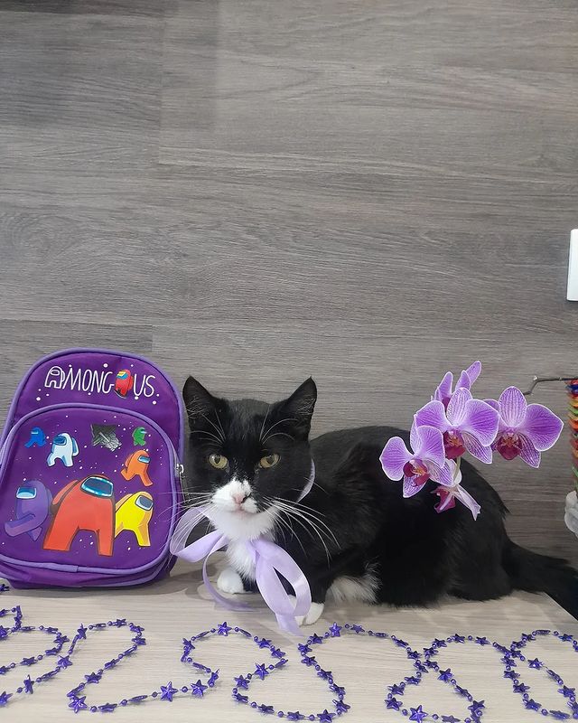 elena270elena в LOOKY. #purple_catparty. А вот и я ! В пурпур...