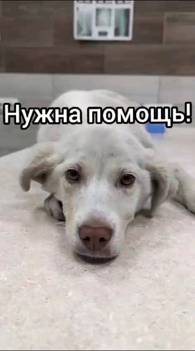 olison.zh в LOOKY. . Ищем кто возьмёт под...