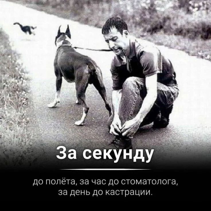 happypetsallworld