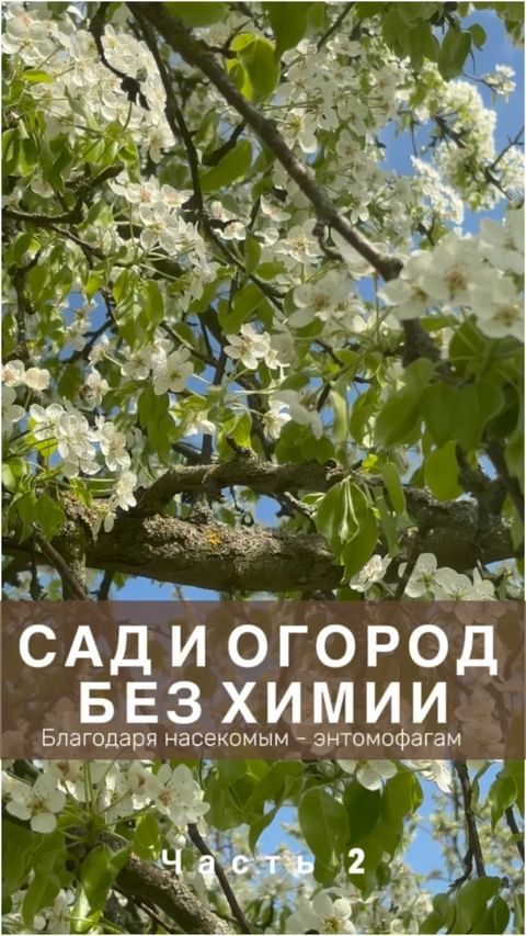 moya_zagorodnaya_zhizn в LOOKY. #экосистема,#энтомофаги,#насекомоехищник,#садбезхимииреально,#экоогород,#нетхимикатам,#здоровыйсад. САД И ОГОРОД БЕЗ ХИМ...