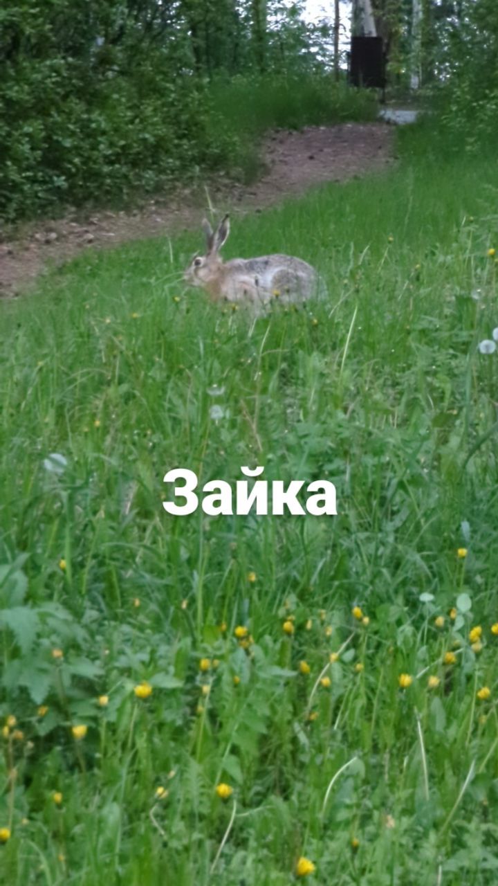 oberegan в LOOKY. . null
