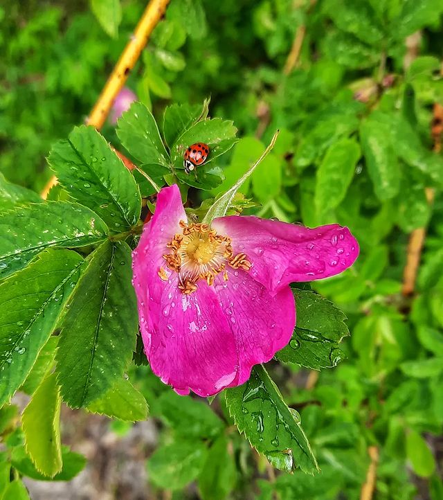 margarita.nefilim в LOOKY. #nature,#natureofrussia,#dogrose,#flower,#flowerlover,#insects,#ladybird,#rain,#theworldofmyeyes_Ri,#carpediem,#природа,#природароссии,#роза,#шиповник,#насекомые,#божьякоровка,#дождь,#мирмоимиглазами_Ри,#ловимомент,#春,#物の哀れ,#雨. Настоящая майская гр...