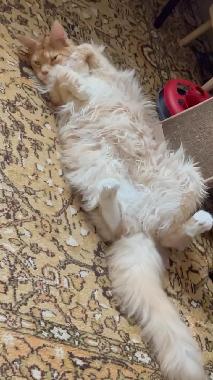 guess.mainecoon в LOOKY. . Разговор по душам. В...