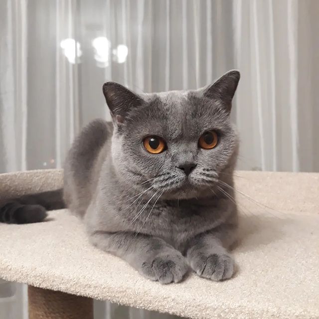 cat_musia_star_and_sima в LOOKY. #кошкамуся,#кошкамоя,#любимаякошка,#котыправятмиром,#котоблогер,#шотландка,#инстакошка,#catlove,#cat,#catphoto,#catlady,#kittylove,#instacats,#безкотаижизньнета,#котикиобормотики,#котомодель,#cat_of_instagram,#cat_of_world. Всем привет! 😻
Давн...