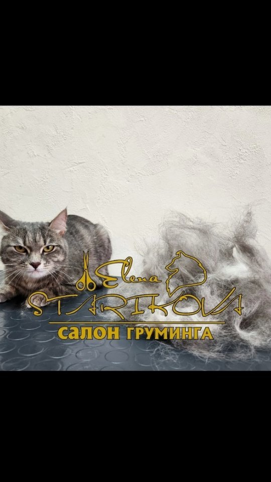 groomer_ufa_ в LOOKY. #грумеруфа,#грумингуфа,#грумингнашевсе,#грумернагаево,#грумереленастарикова,#грумерелена,#грумингкота,#экспресслинька,#вычес,#грумингалексеевка,#еленастарикова,#салонуфа,#салоналексеевка,#грумингалексеевка,#зоосалонуфаа,#грумингуфа,#грумерстарикова,#elenastarikova,#groomerelena,#groomer,#groomerufa,#ufa,#groomingcats. Моя работа любимая🥰...