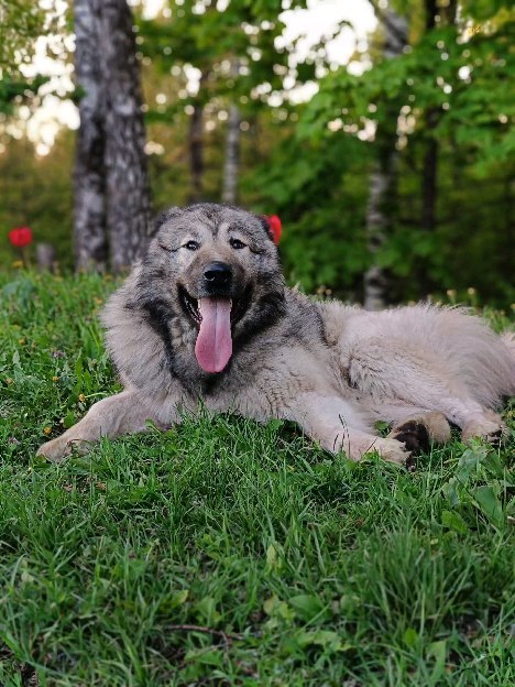 a919na в LOOKY. #кавказская_овчарка,#кавказец. Сыночка мой❤🐶❤ Барх...