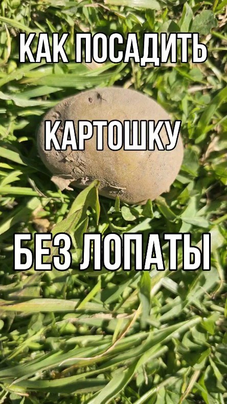 _olgasto в LOOKY. #картошка,#посадкакартошки,#посадить_картошку,#скорлупа,#ноухау. #картошка #посадкака...