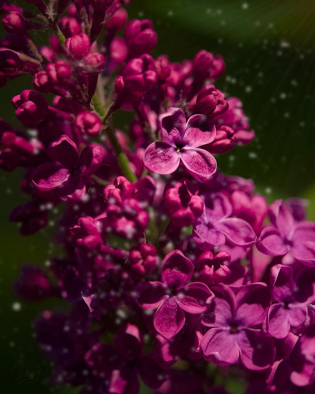 leonidelenin в LOOKY. #сирень,#весна,#olympus_ru. Сиреневая весна 💕

...