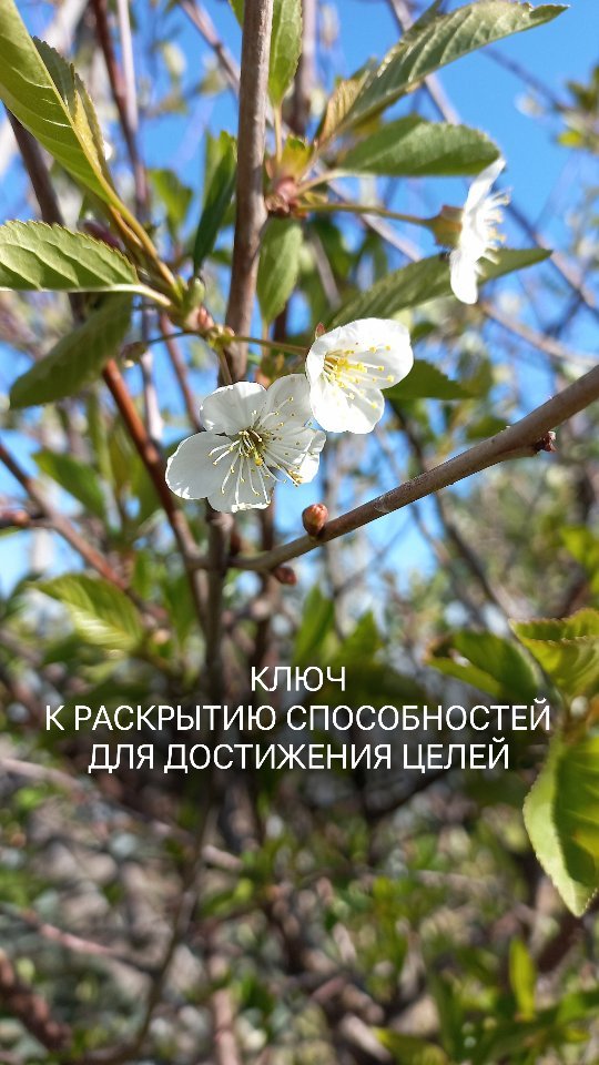 guzel_ivanova._ в LOOKY. #родология,#ансестология,#матрицасудьбы,#нумерология,#астрология,#ченнелинг,#маккарты,#датарождения. 🕊Каждый из нас прих...