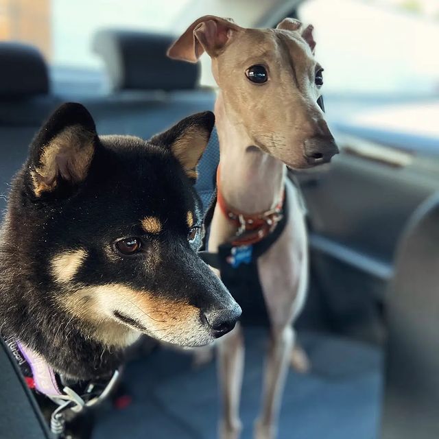 blackshiba.megumi в LOOKY. . Смотрящие вместе🥰 М...
