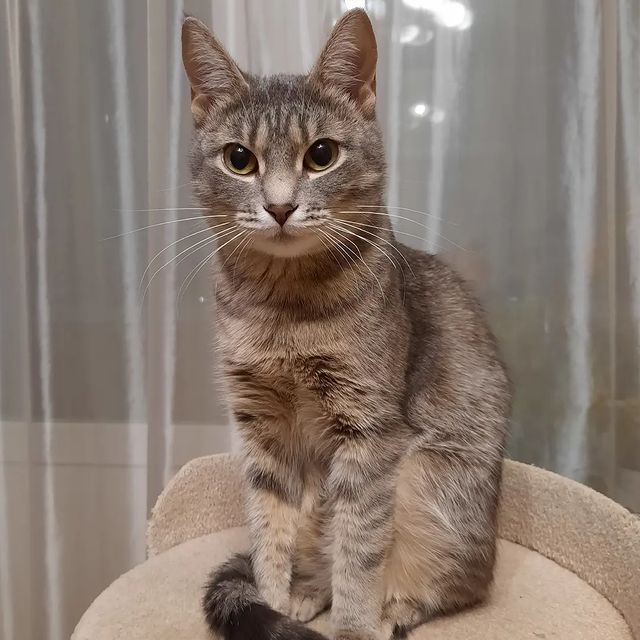 cat_musia_star_and_sima в LOOKY. #кошкамуся,#кошкасима,#кошечки,#жизнькота,#любимаякошка,#животные,#котенок,#вмирекошек,#безкотаижизньнета,#найденыш,#пушистики,#инстакошка,#instacats,#catphoto,#cat_of_world,#cats,#kittycat,#cat_of_instagram,#folowme. Всем привет! 😻
Хочу...