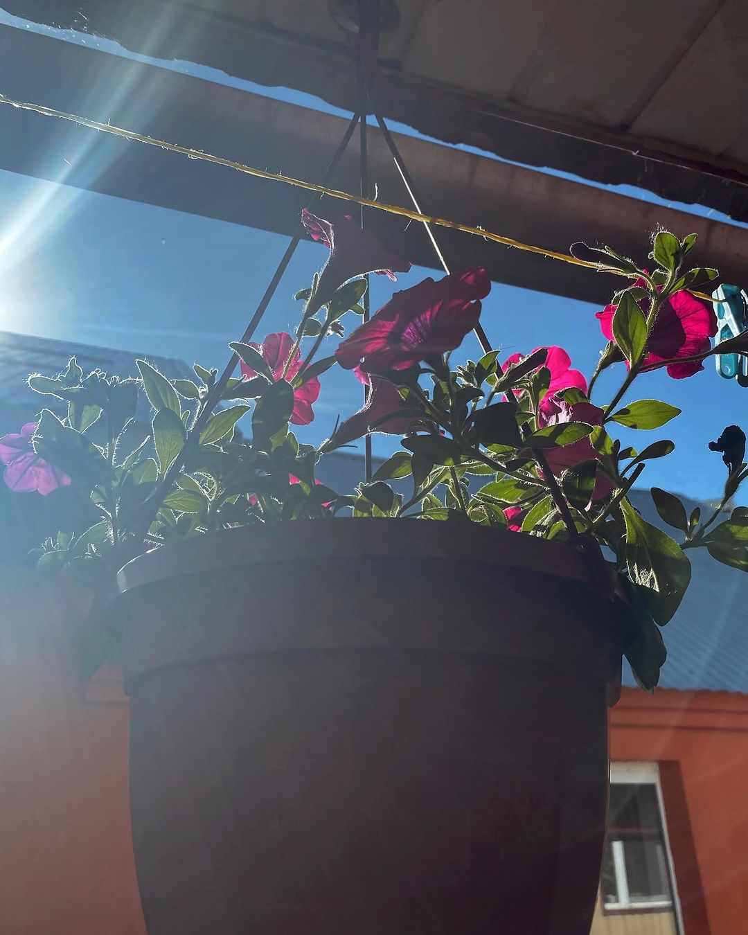 🌺