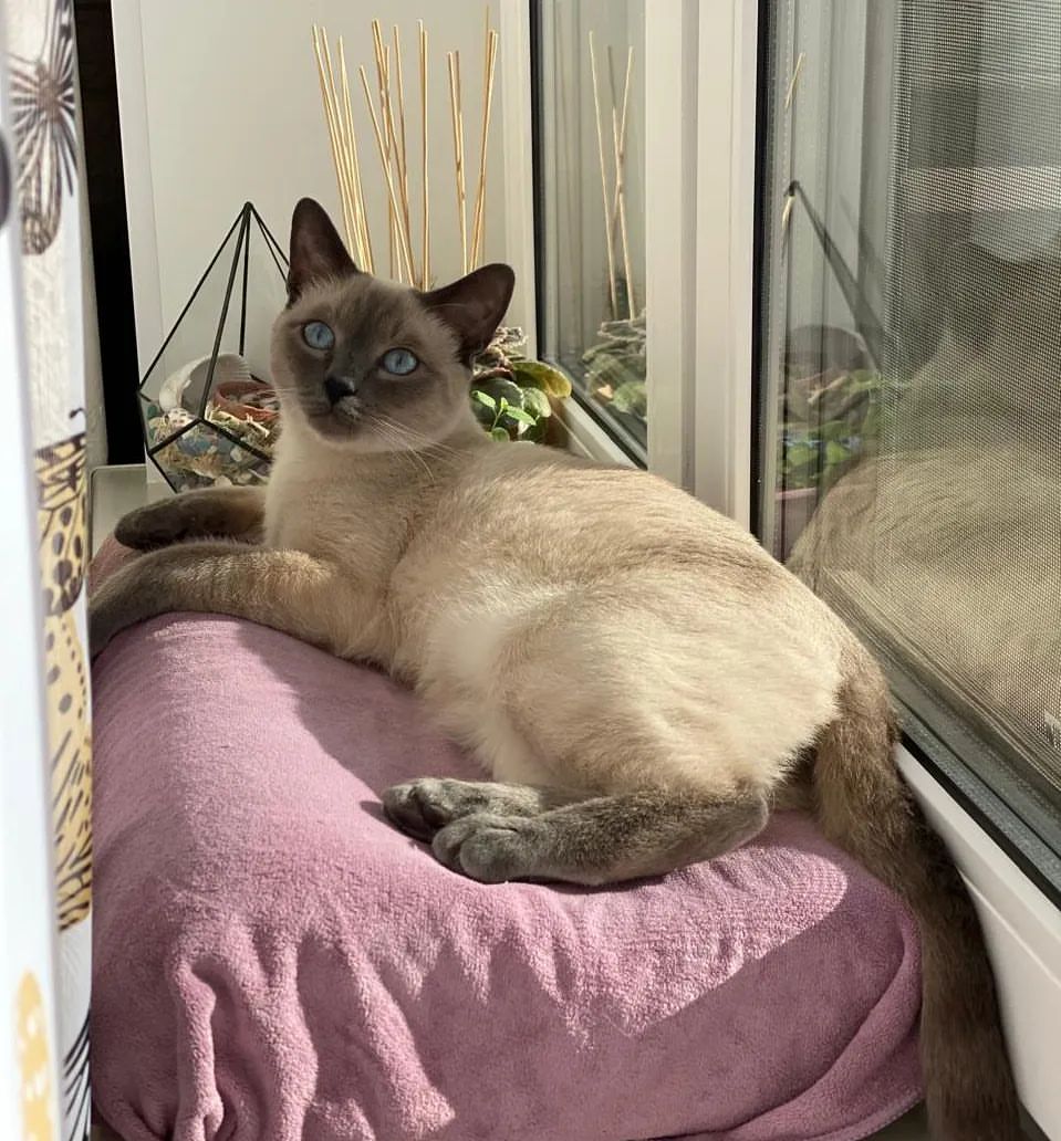 azure_glory_cattery в LOOKY — фото 2