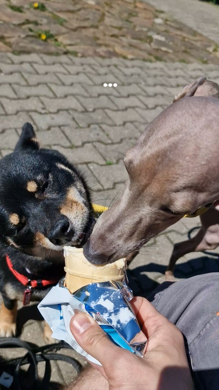 blackshiba.megumi в LOOKY. . It's yummy time
