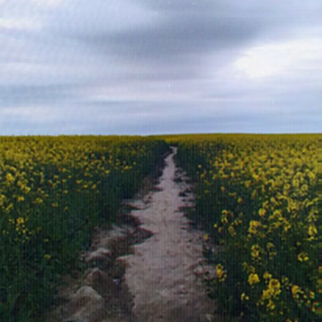 sorbecomics в LOOKY. #liminalspace,#backrooms,#aesthetic,#field,#flowers. 🆘🌻🌼 liminal space...