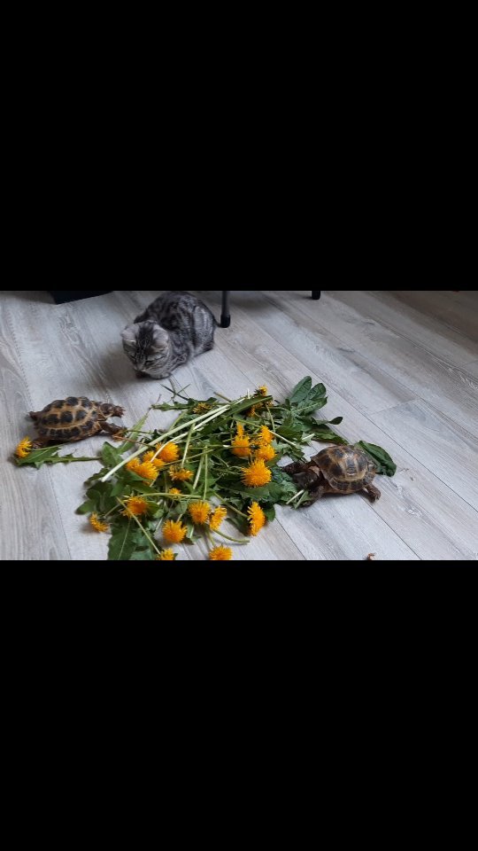 _time___to___live_ в LOOKY. #черепаха,#кот,#солнышки,#одуваны. #черепаха #кот #солн...