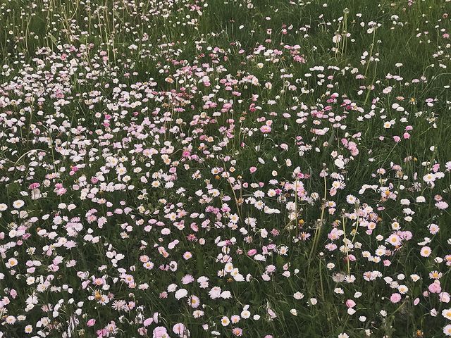 dreg_dag0_0 в LOOKY. . null