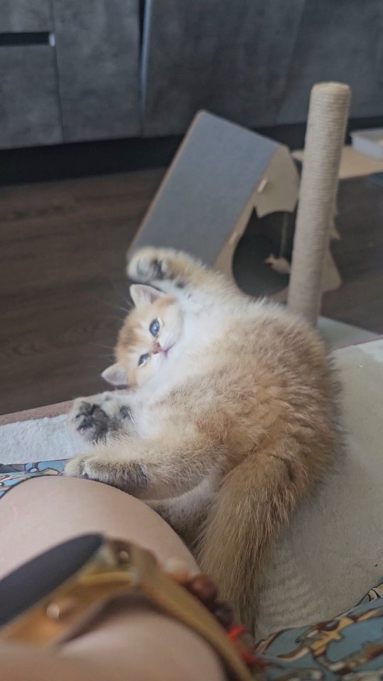 simba_zolotaya_shinshilla в LOOKY. #золотаяшиншилламосква,#золотаяшиншилла,#золотаяшиншиллакотята,#шотланскаязолотаяшиншилла,#прямоухийкот,#кот,#котенок,#котенокищетсемью,#котенокищетдом,#котенокищетхозяина,#продажакотят,#породистыекотята,#котятамосква,#котятанекрасовка,#некрасовка_онлайн,#Некрасовка,#Москва,#moscowcity,#Москва-Сити,#Барвиха,#barvikhaluxuryvillage,#майdn24ьm#mаyй24nm. О этот взгляд 😂

Кс...