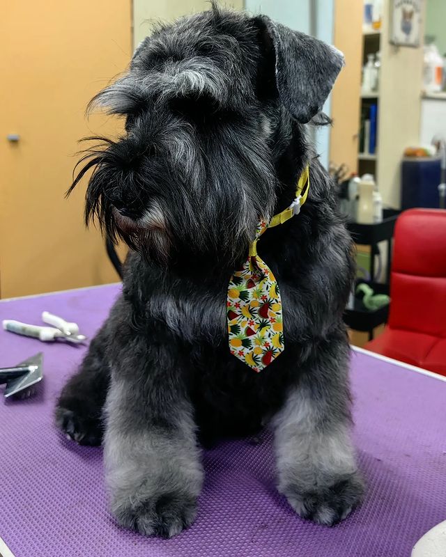 skillwaykennel в LOOKY. #щеночек,#щенкицвергшнауцера,#щенкицверга,#цвергшнауцерперецссолью,#цвергщенок,#skillwaykennel. Мальчишка Skillway A...