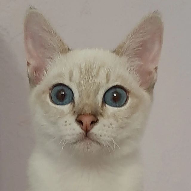 irinamiljakova в LOOKY. #коты,#купитькотенка,#котятаворонеж,#котятаизпитомника,#котятапитомник,#котяталипецк,#котики,#котята,#котятамосква,#питомниктайскихкошек,#породистыекотятамосква,#питомниккошек,#породистыекотята,#тайскиекотятамосква,#тайскиекотята,#тайскиекотяталипецк,#тайскиекотятаворонеж,#тайскиекотики,#catlover,#cats,#catlife,#cats_of_world,#cats_of_instagram,#thacat,#thacatoftheday,#treasureasia. Уезжает мой золотой ...